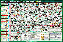 Vertebrate Evolution Poster