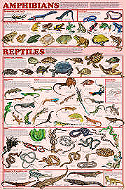 Amphibian and Reptile Orders