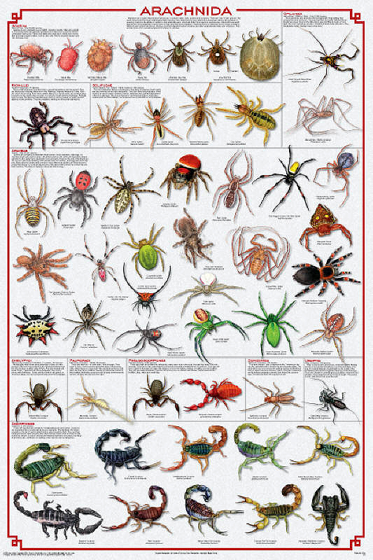 Arachnid Poster