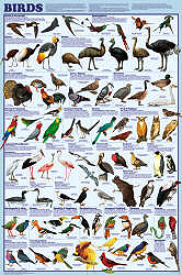 Bird Orders Posters