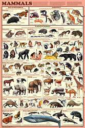 Mammal Orders Poster